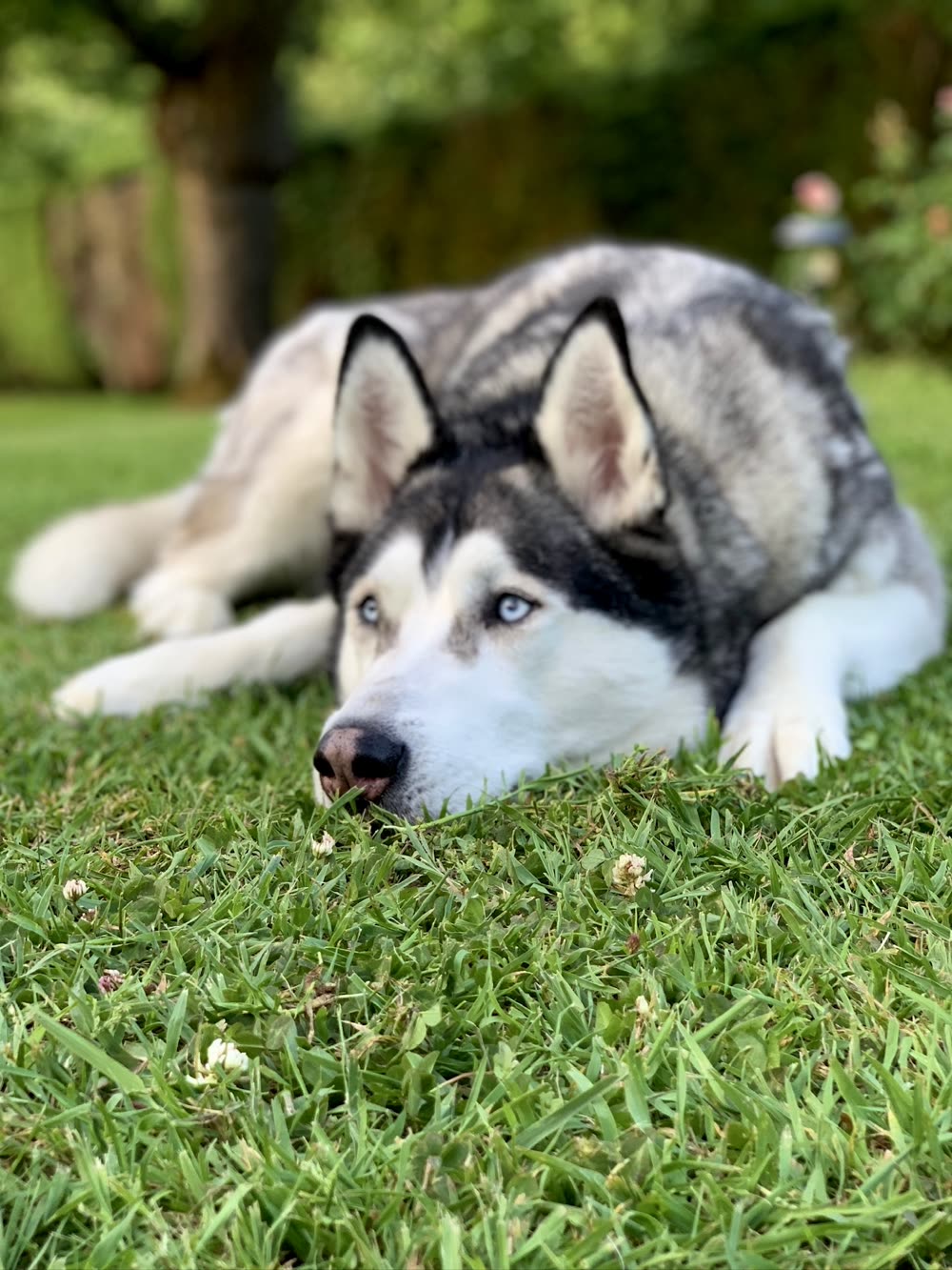 Alia the husky lying in the grass