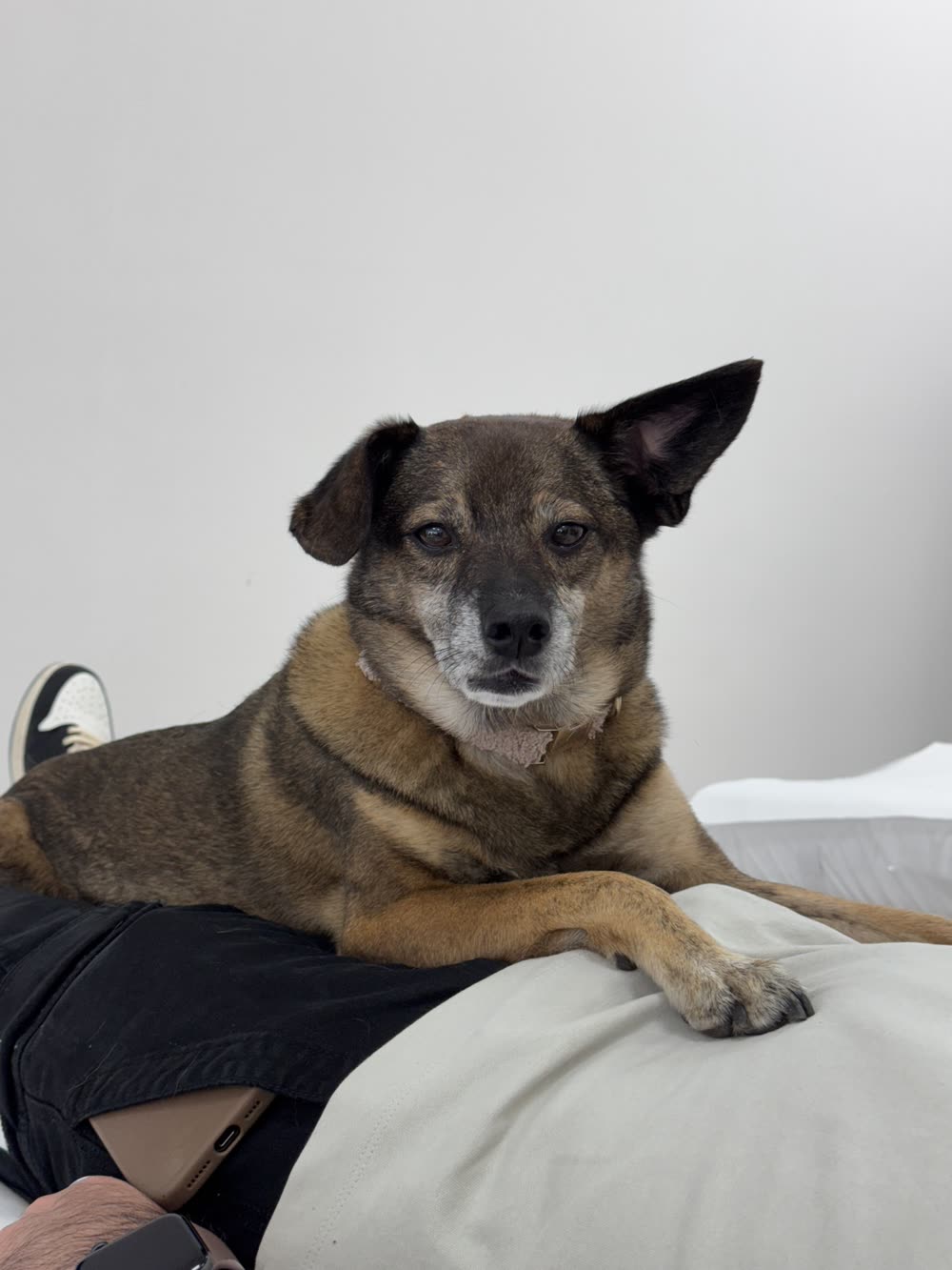 Wiksa resting his paw on Sidarth's leg